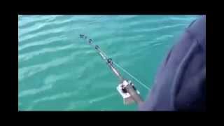 Смотреть онлайн Рыбак поймал касатку на спиннинг