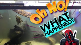 Cloudy aquarium! What to do? How did it happen? Tune in and see!! Pt 1