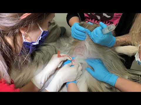 Placing a urinary catheter on male canine