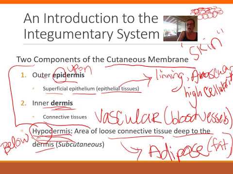 Integumentary System Part 1