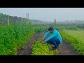 Indian Village Breakfast Cooking Nikunj Vasoya Pakhri And Chataniyu BECS S5E5