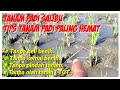 PETANI UNTUNG BESAR TANAM PADI SALIBU TIPS TANAM PADI PALING HEMAT BIAYA