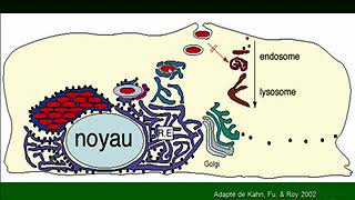 Legionellaé Bordetella et Pseudomonas aeruginosa