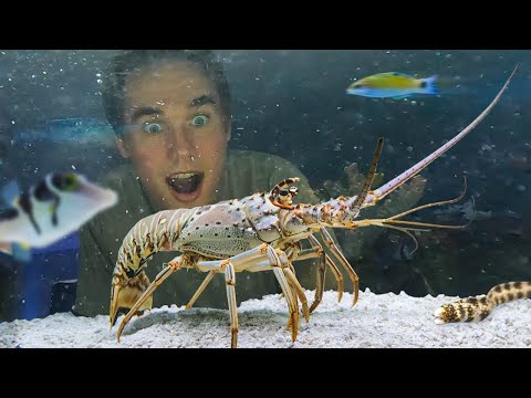 Raising a Grocery Store Spiny Lobster as a Pet