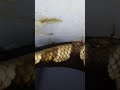 Have you ever wondered what a reptile passing gas sounds like Wonder no more