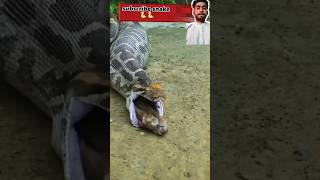 Python putting out the dear | snake hunt Deer 🦌.#shorts #facts #animals #wildlife