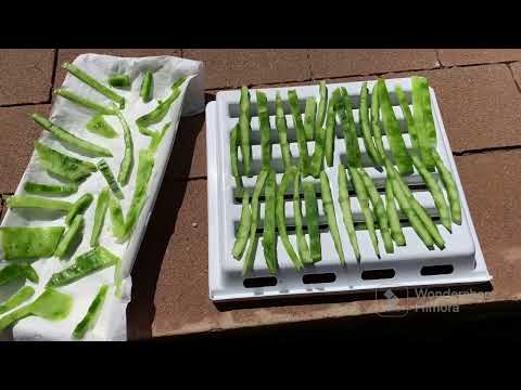 Cactus Extract Powder