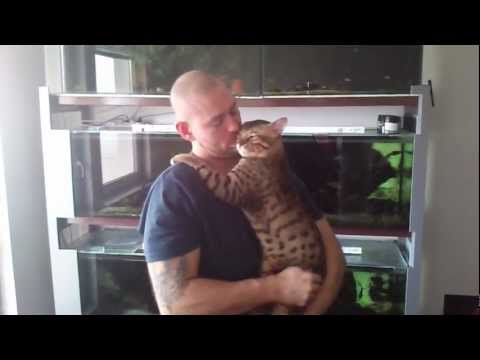 my savannah cat baby  :-)