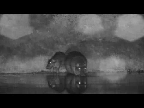 Djuma: Adult Hippo and calf arrive at dam - 00:24 - 02/25/20
