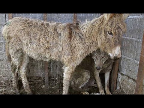 This Old Donkey Was Supposed To Be This Wolf’s Meal But What Happened Instead Is Video