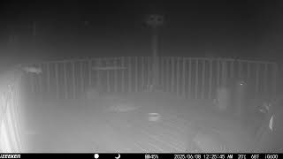 Archive Files of Deck Trail Camera Compilation 20250609 D