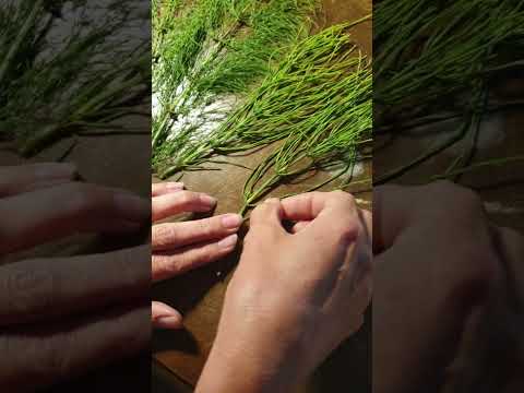 Hur ser du skillnad på åkerfräken och andra fräknar.