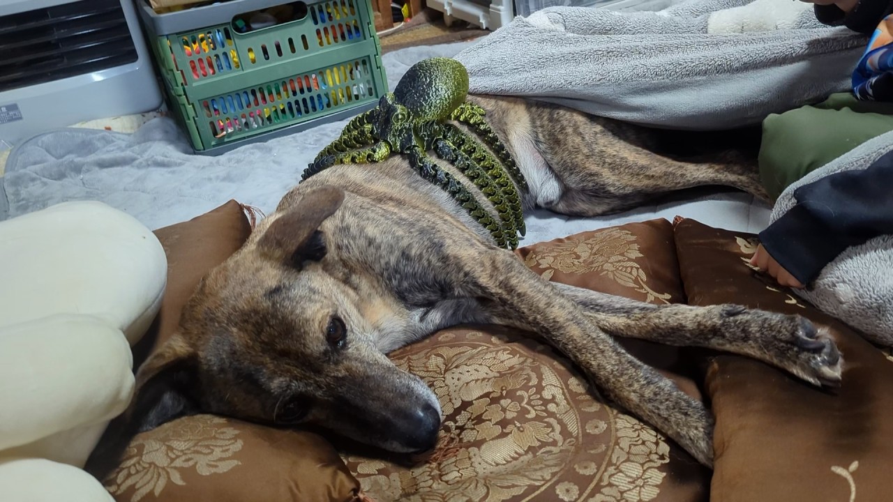 タコを乗せられても怒らない元猟犬