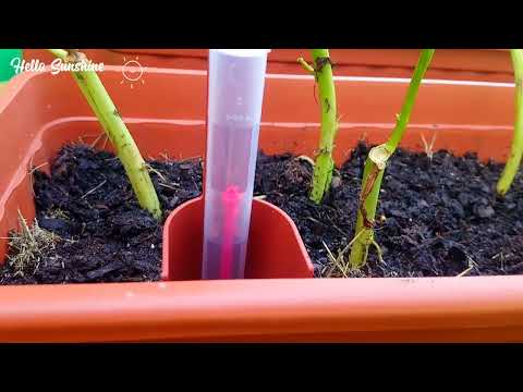 LIDL $10 usd  Self watering Planters🌿💦 Thùng thông minh giữ nước cho rau//Hello Sunshine 🌄