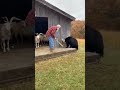 Man Chases Off Black Bear With A Stick To Save Goat From Barn Rescue Animals Humanity Shorts