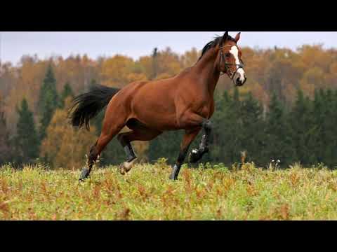 , title : 'Heste er de bedste dyr der findes'