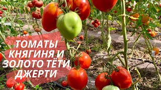 Томат Радуница Описание Сорта Фото Отзывы Томат Радуница Описание Сорта Фото Отзывы