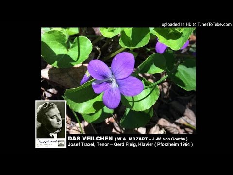 Das Veilchen ( W.A. Mozart - J.-W. v. Goethe ) Josef Traxel, Tenor ( 1964 )