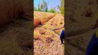 Download lagu 🐍🐍🐍very big snake catch a man in wheat#snake #snakes #viralvideos #villagelife #sufyanchohan11 mp3 Download lagu 🐍🐍🐍very big snake catch a man in wheat#snake #snakes #viralvideos #villagelife #sufyanchohan11 mp3