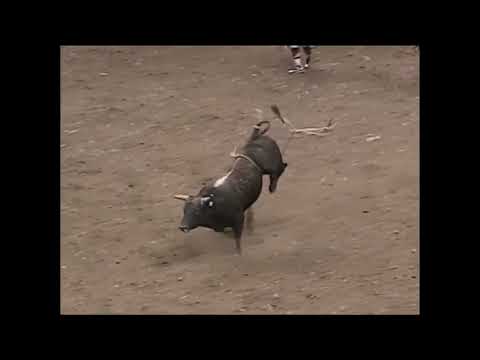 Candy Man bucks Chris Shivers - 99 PBR Anaheim