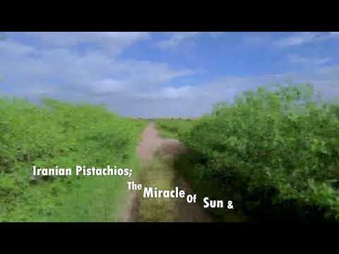 The Cycle of Pistachio Tree