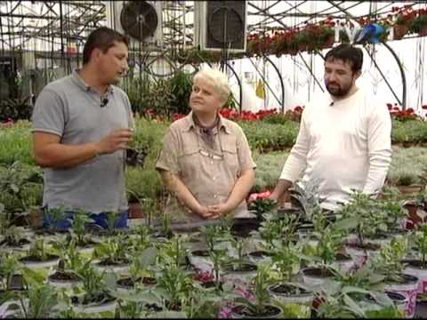 Vaccinum macrocarpone - Merisor cranberry  in emisiunea In gradina Danei