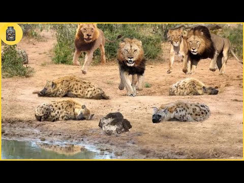 30 tragic moments in which a lion destroys an entire clan of hyenas | Animal Fighting