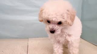 トイプードルの動画01