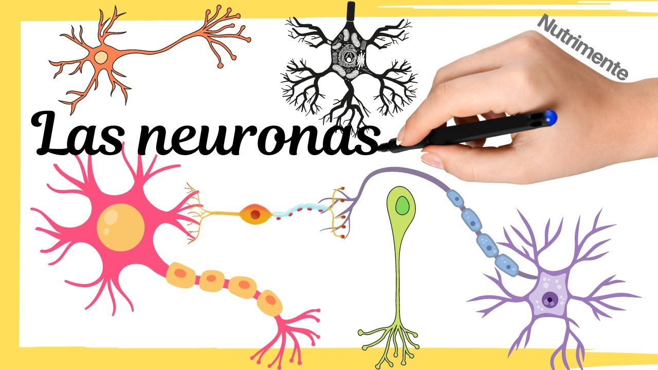 La NEURONA  [La unidad estructural y funcional del SISTEMA NERVIOSO]