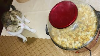 Caramel popcorn Recipe|Cat’s reaction to popcorn machine|Caramel popcorn in popcorn Machine
