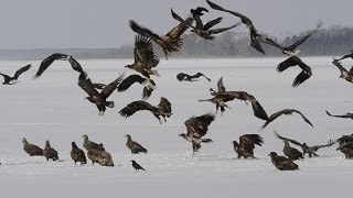 preview picture of video '風蓮湖の鷲 Sea eagles at Lake Furenko ( Shot on RED EPIC High-Speed )'