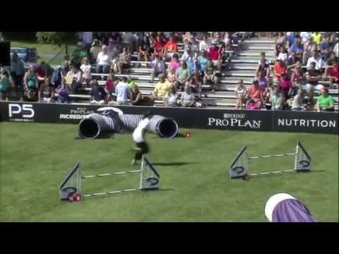 2014 IDC National Championships - Large Dog Agility