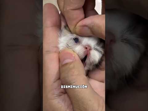 ¡Nunca le abras los ojos a un gatito!