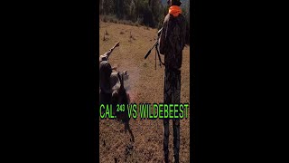 CAL. 243 VS BLUE WILDEBEEST || HUNTING SOUTH AFRICA #shorts