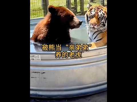 全網唯一！老虎竟被大熊當成親弟弟照顧，跨越種族的溫馨成長全紀錄 #跨物種的友誼 #神奇動物 #動物世界 #老虎與熊 #萬物皆有靈性