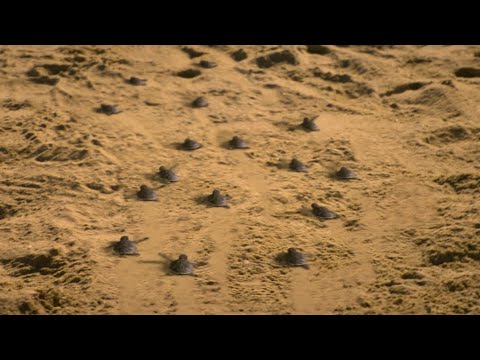 The Turtles | Outer Banks Season 4 Episode 4