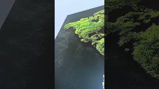 Drevený obraz - Machová mapa sveta