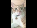 Orange Tabby Tuxedo Cat
