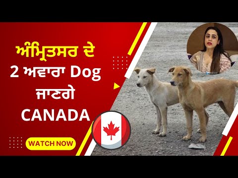 Two stray dogs from Amritsar will go to Canada | Know how dogs can be taken abroad