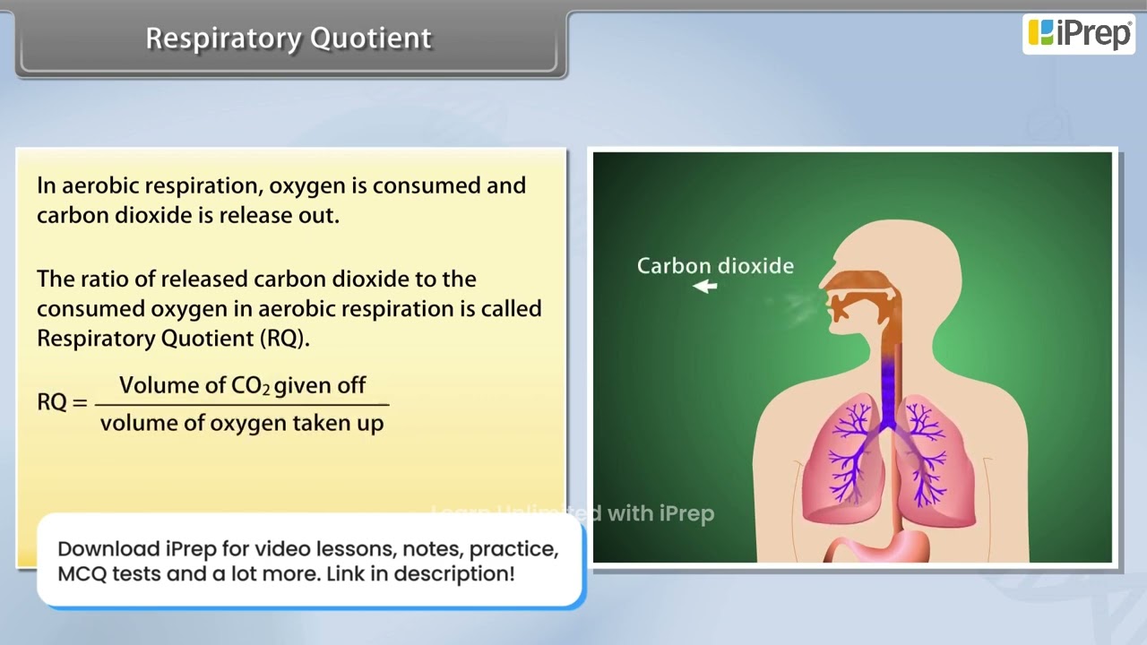 Respiratory Quotient | Respiration in Plants | Biology | Class 11th | iPrep