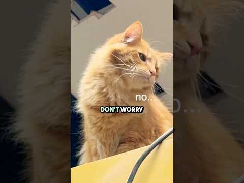 My Shop Cat is CRAZY! #woodworking #cat #funnycats