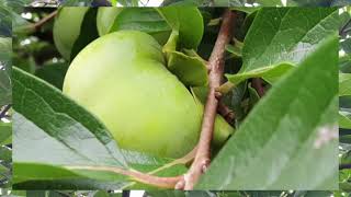 Have You Ever Been In Love by Peter Cetera