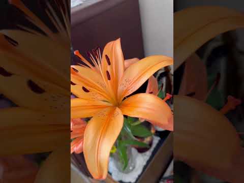 園芸 オレンジ色のユリ