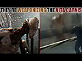 Scientists Are Turning Vita Carnis Into Weapons Vita Carnis Dire Measures Reaction