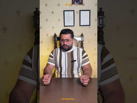 Tibetan mastiff #tibetanmastiff #dogs #guarddog #giantdogs #dogbreedinfo #sarcastic