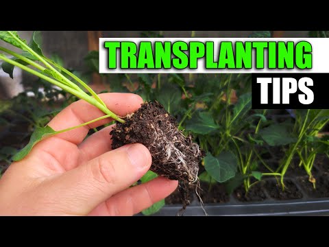 Garden Quickies Volume 1 Episodes 1 to 10