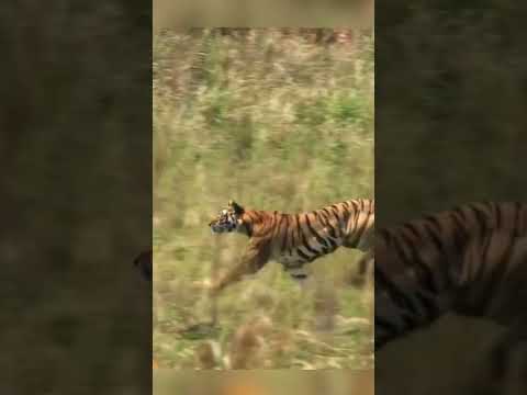 Tiger hunting Deer