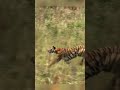 Tiger hunting Deer