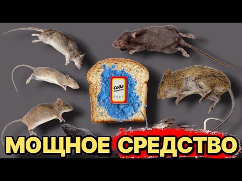 МГНОВЕННОЕ избавление от мышей крыс и других грызунов