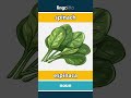 spinach - espinaca video thumbnail